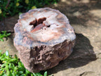 Polished On One Side Dadoxylon Petrified Wood Tree Branches x 6 From Gokwe, Zimbabwe - Toprock Gemstones and Minerals 