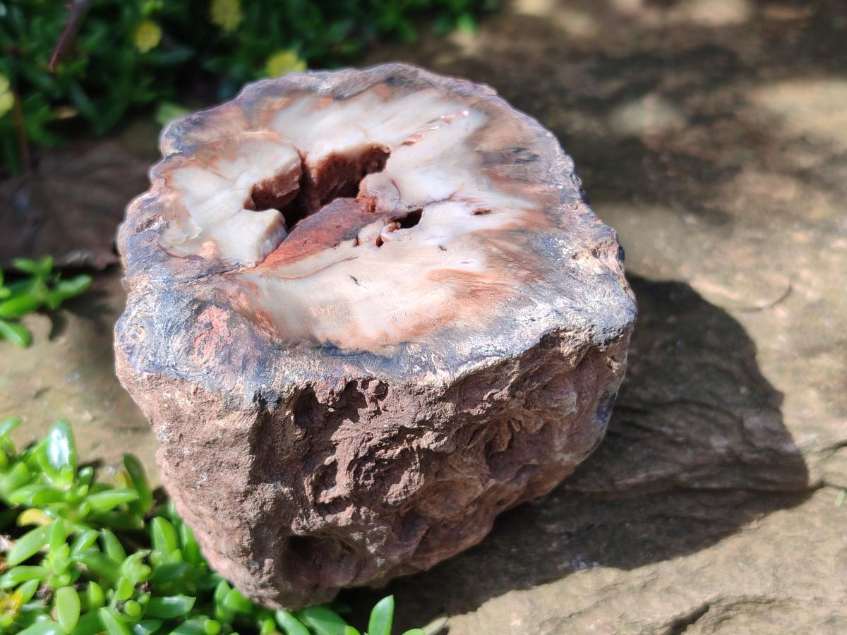 Polished On One Side Dadoxylon Petrified Wood Tree Branches x 6 From Gokwe, Zimbabwe - Toprock Gemstones and Minerals 