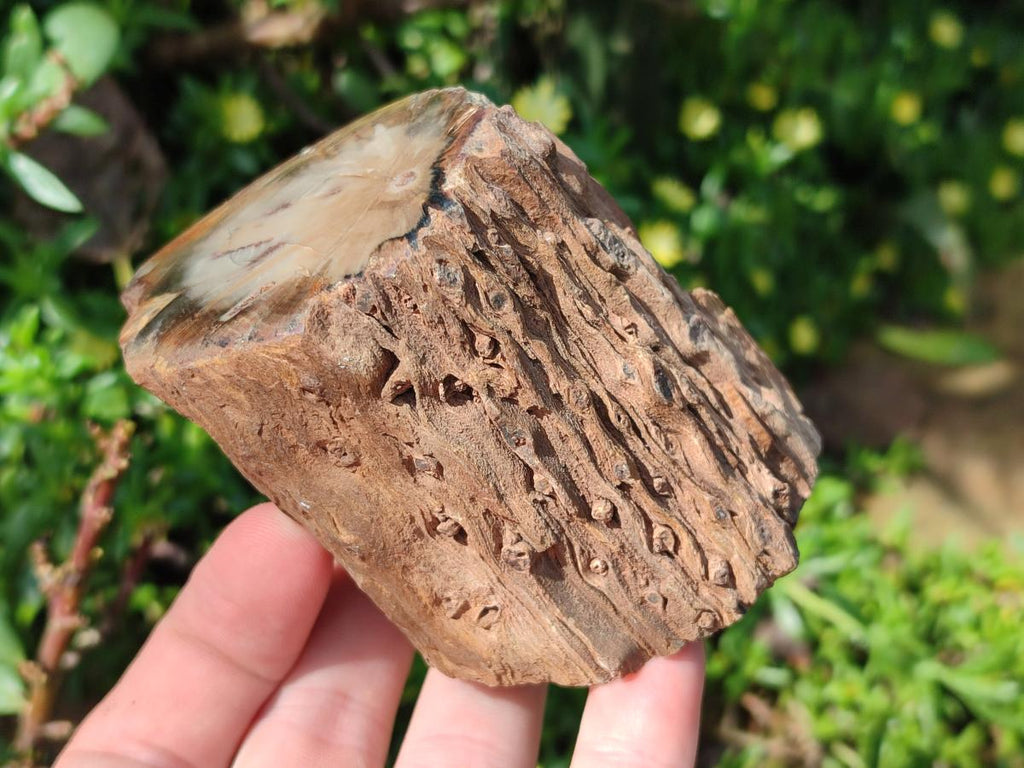 Polished On One Side Dadoxylon Petrified Wood Tree Branches x 6 From Gokwe, Zimbabwe - Toprock Gemstones and Minerals 