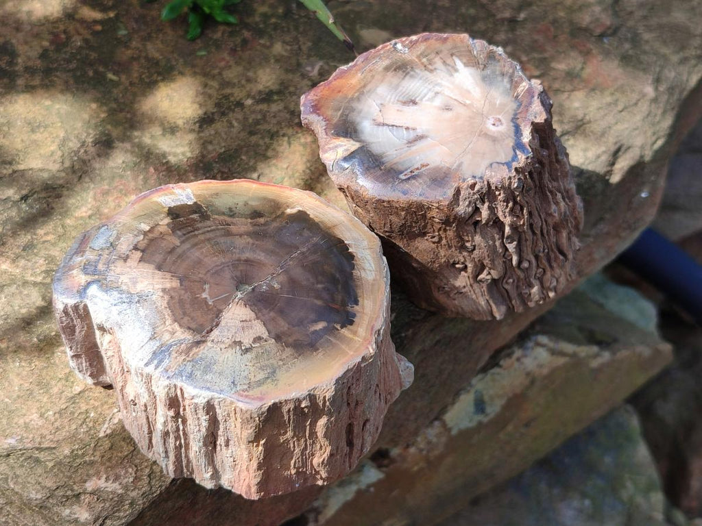 Polished On One Side Dadoxylon Petrified Wood Tree Branches x 6 From Gokwe, Zimbabwe - Toprock Gemstones and Minerals 