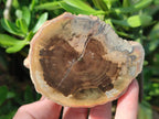 Polished On One Side Dadoxylon Petrified Wood Tree Branches x 6 From Gokwe, Zimbabwe - Toprock Gemstones and Minerals 