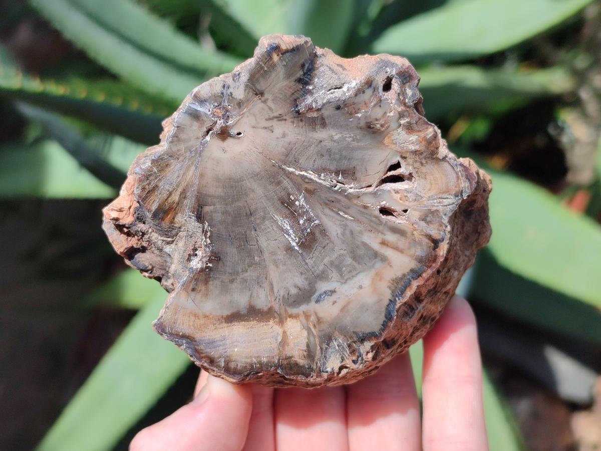 Polished On One Side Dadoxylon Petrified Wood Tree Branches x 6 From Gokwe, Zimbabwe - Toprock Gemstones and Minerals 