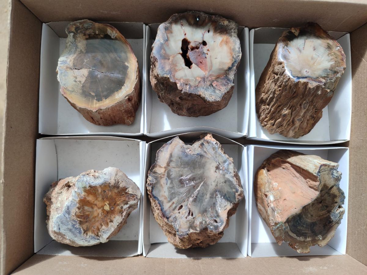 Polished On One Side Dadoxylon Petrified Wood Tree Branches x 6 From Gokwe, Zimbabwe - Toprock Gemstones and Minerals 