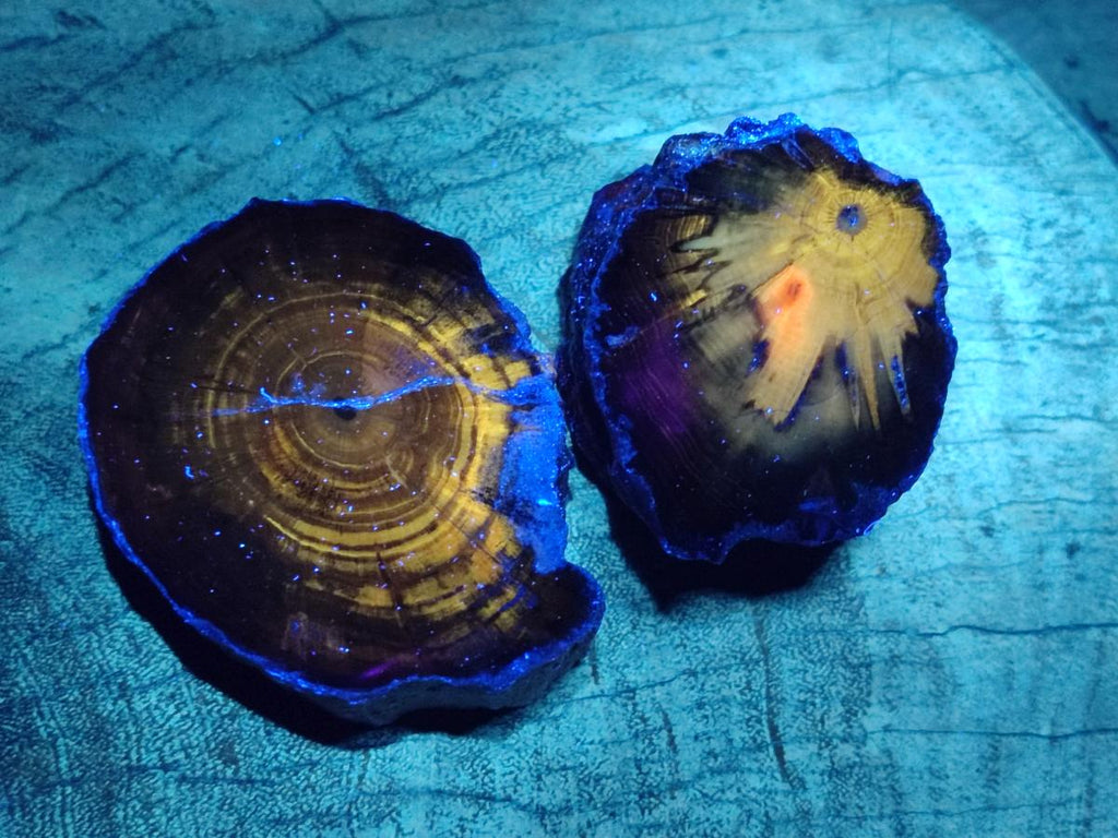 Polished On One Side Dadoxylon Petrified Wood Tree Branches x 6 From Gokwe, Zimbabwe - Toprock Gemstones and Minerals 