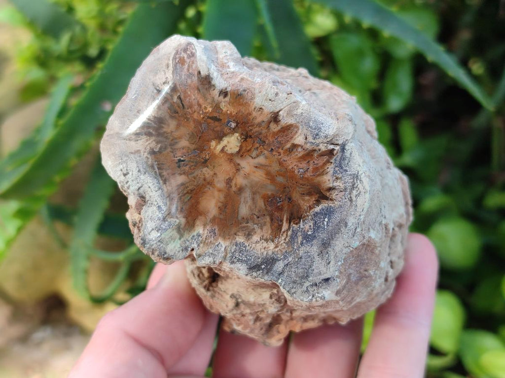 Polished On One Side Dadoxylon Petrified Wood Tree Branches x 6 From Gokwe, Zimbabwe - Toprock Gemstones and Minerals 