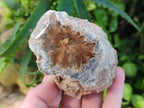 Polished On One Side Dadoxylon Petrified Wood Tree Branches x 6 From Gokwe, Zimbabwe - Toprock Gemstones and Minerals 