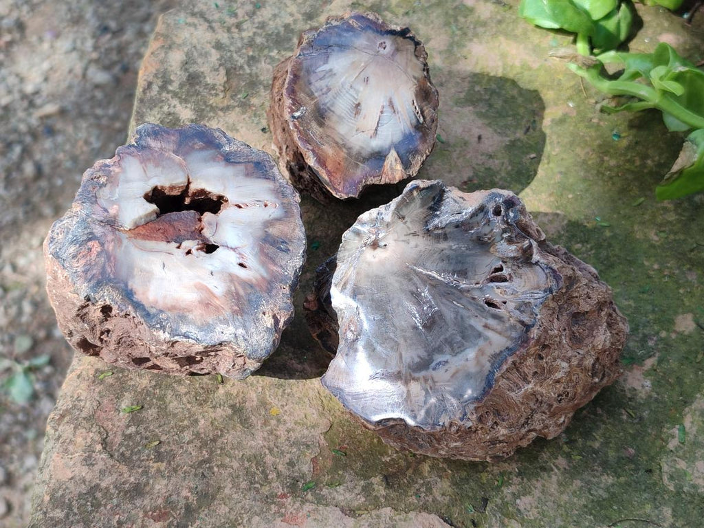 Polished On One Side Dadoxylon Petrified Wood Tree Branches x 6 From Gokwe, Zimbabwe - Toprock Gemstones and Minerals 