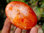 Polished Carnelian Agate Gemstone Galets x 12 From Madagascar - Toprock Gemstones and Minerals 