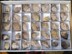 Natural Smokey Phantom Quartz Crystals x 35 From Luena, Congo - Toprock Gemstones and Minerals 