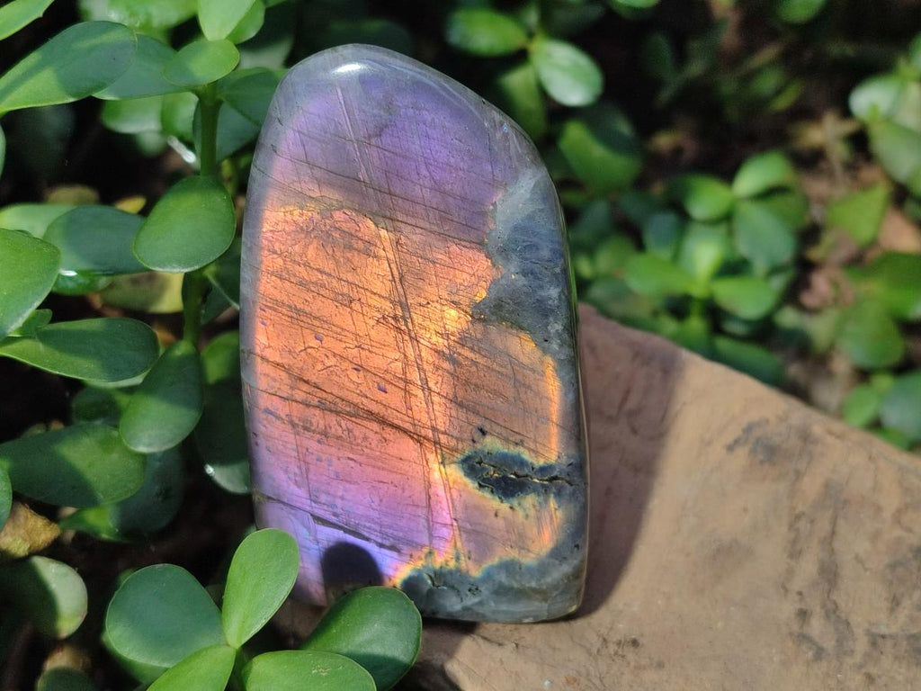 Polished Rare Purple Sunset Flash Labradorite Standing Display Pieces x 3 From Madagascar - Toprock Gemstones and Minerals 