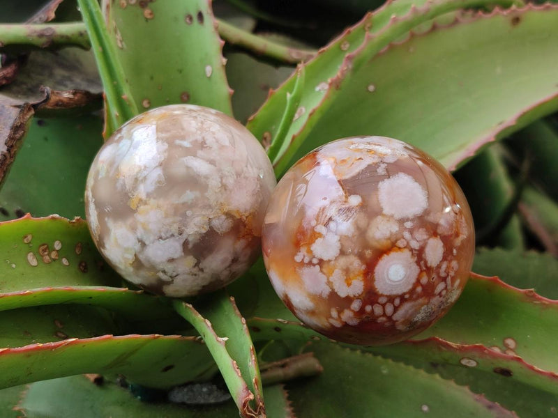 Polished Flower Agate Spheres x 12 From Antsahalova, Madagascar - Toprock Gemstones and Minerals 