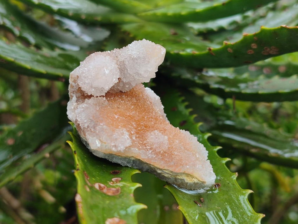 Natural Limonite Spirit Quartz Crystal Clusters x 12 From Boekenhouthoek, South Africa - Toprock Gemstones and Minerals 
