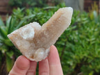 Natural Limonite Spirit Quartz Crystal Clusters x 12 From Boekenhouthoek, South Africa - Toprock Gemstones and Minerals 