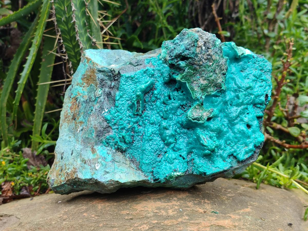 Natural XL Bright Blue Botryoidal Silica Chrysocolla Specimen x 1 From Kulukuluku, Congo - Toprock Gemstones and Minerals 
