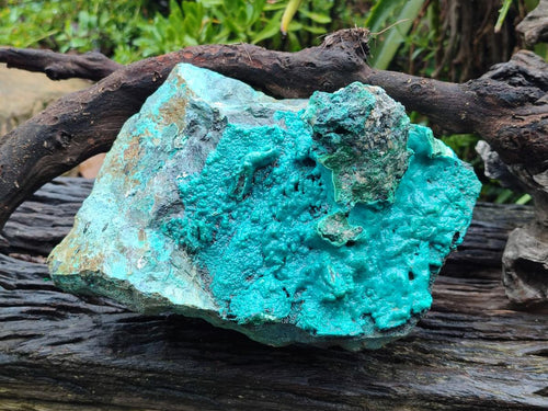 Natural XL Bright Blue Botryoidal Silica Chrysocolla Specimen x 1 From Kulukuluku, Congo - Toprock Gemstones and Minerals 