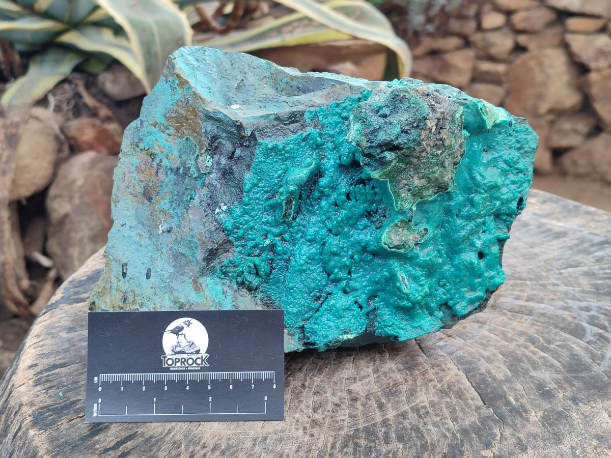 Natural XL Bright Blue Botryoidal Silica Chrysocolla Specimen x 1 From Kulukuluku, Congo - Toprock Gemstones and Minerals 