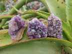 Natural Dark Amethyst Clusters x 70 From Mapatizya, Zambia - Toprock Gemstones and Minerals 