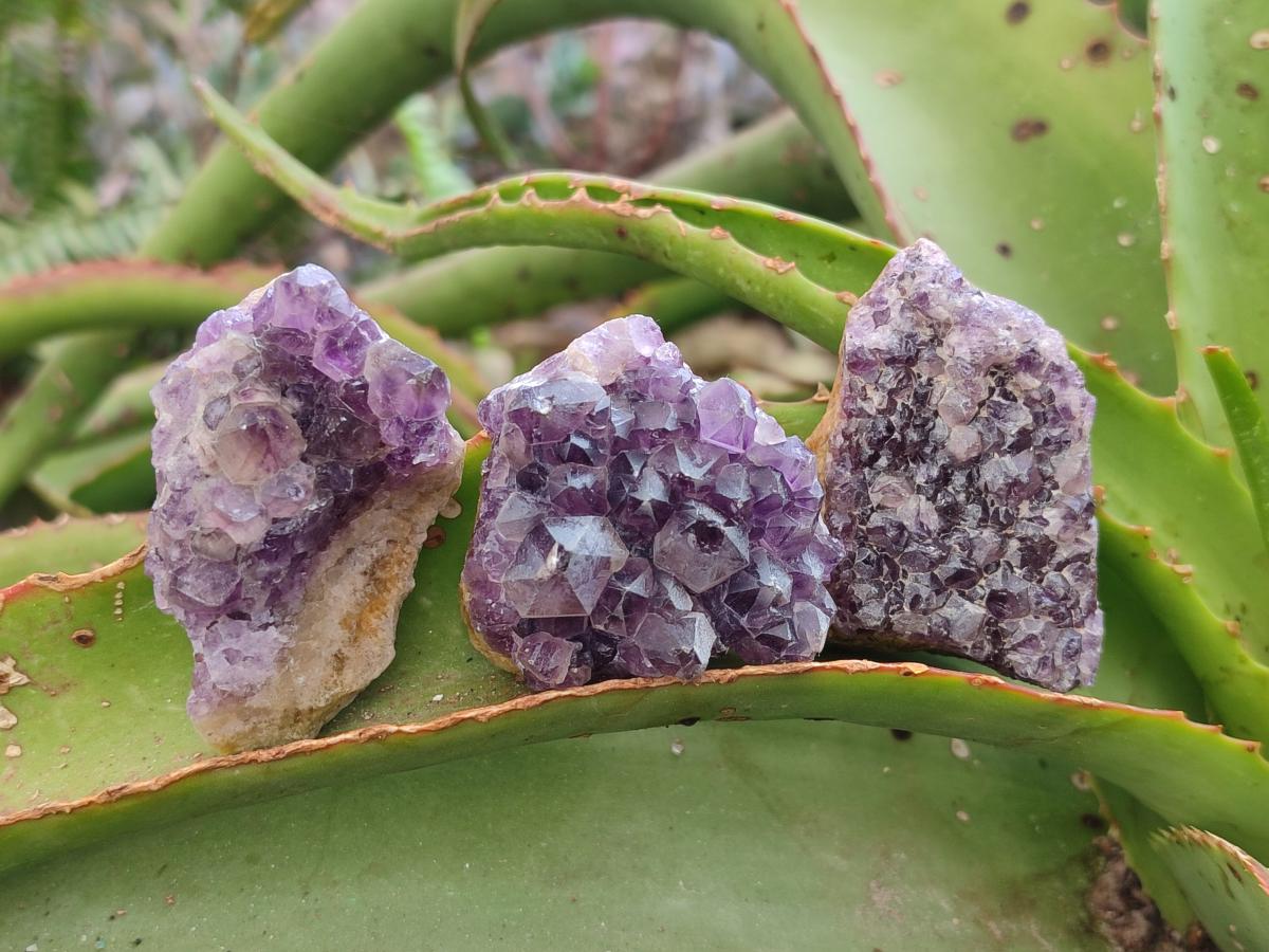 Natural Dark Amethyst Clusters x 70 From Mapatizya, Zambia - Toprock Gemstones and Minerals 