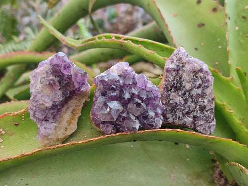 Natural Dark Amethyst Clusters x 70 From Mapatizya, Zambia - Toprock Gemstones and Minerals 