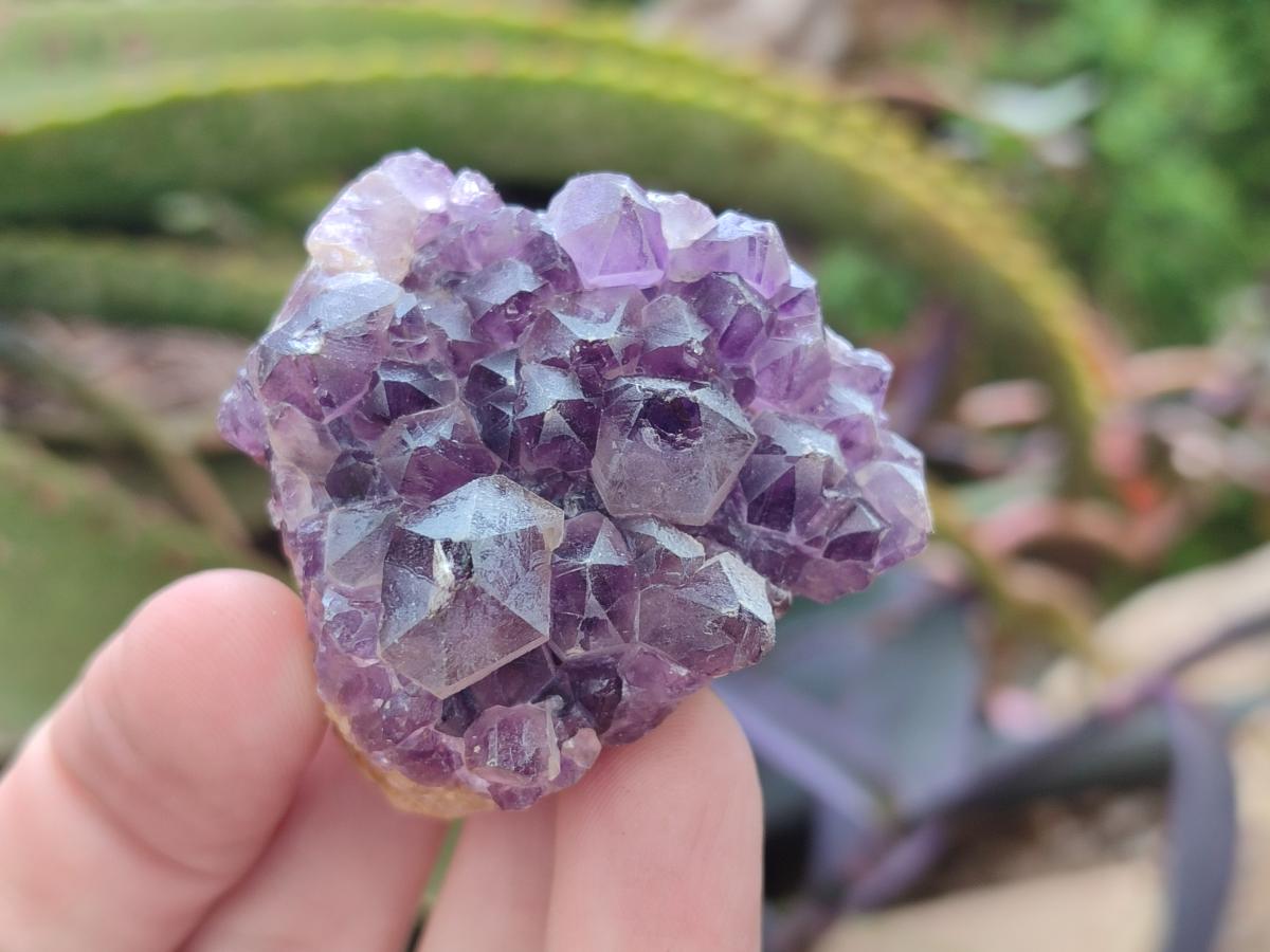 Natural Dark Amethyst Clusters x 70 From Mapatizya, Zambia - Toprock Gemstones and Minerals 