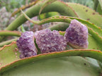 Natural Dark Amethyst Clusters x 70 From Mapatizya, Zambia - Toprock Gemstones and Minerals 