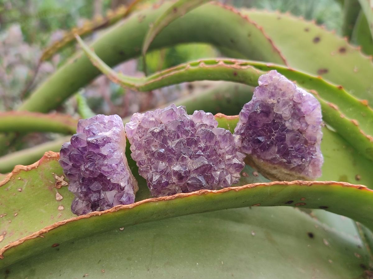 Natural Dark Amethyst Clusters x 70 From Mapatizya, Zambia - Toprock Gemstones and Minerals 