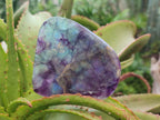 Polished Watermelon Fluorite Free Forms x 5 From Uis, Namibia - Toprock Gemstones and Minerals 