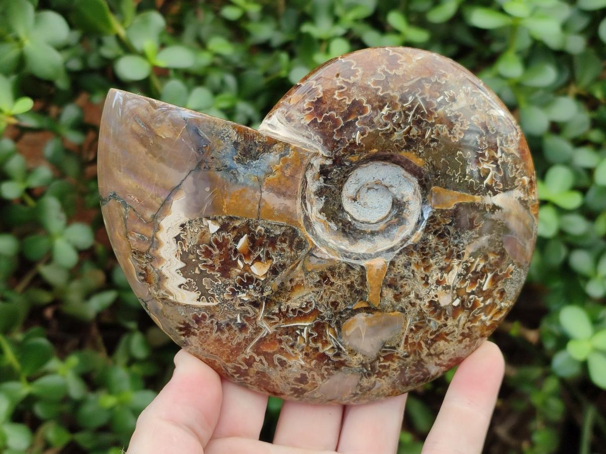 Polished Cleoniceras Red Ammolite Opalized Ammonite Fossils x 2 From Tulear, Madagascar - Toprock Gemstones and Minerals 