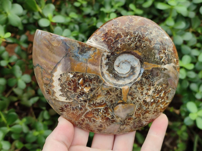 Polished Cleoniceras Red Ammolite Opalized Ammonite Fossils x 2 From Tulear, Madagascar - Toprock Gemstones and Minerals 