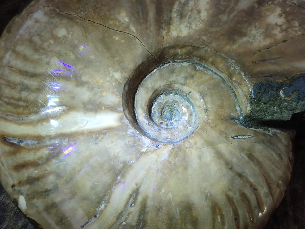 Polished Cleoniceras Red Ammolite Opalized Ammonite Fossils x 2 From Tulear, Madagascar - Toprock Gemstones and Minerals 