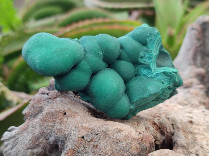 Natural Botryoidal Malachite Specimens x 6 From Congo - Toprock Gemstones and Minerals 