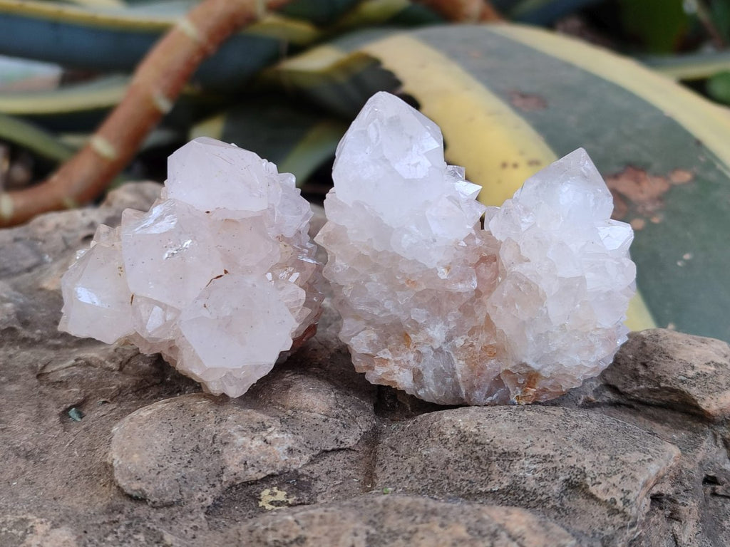 Natural Limonite Cactus Flower Spirit Quartz Crystals and Clusters x 12 From Boekenhouthoek, South Africa - Toprock Gemstones and Minerals 