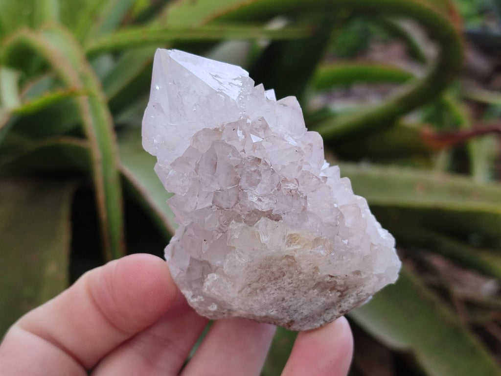 Natural Limonite Cactus Flower Spirit Quartz Crystals and Clusters x 12 From Boekenhouthoek, South Africa - Toprock Gemstones and Minerals 