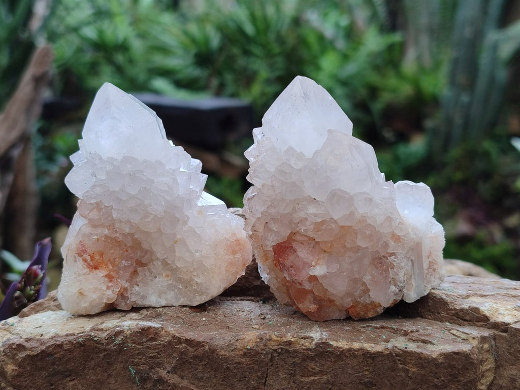 Natural Limonite Cactus Flower Spirit Quartz Crystals and Clusters x 12 From Boekenhouthoek, South Africa - Toprock Gemstones and Minerals 