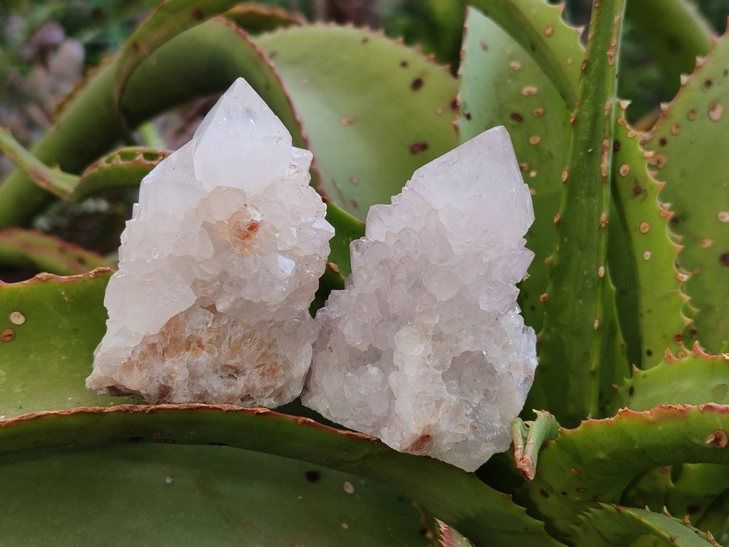 Natural Limonite Cactus Flower Spirit Quartz Crystals and Clusters x 12 From Boekenhouthoek, South Africa - Toprock Gemstones and Minerals 