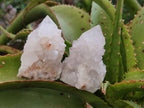 Natural Limonite Cactus Flower Spirit Quartz Crystals and Clusters x 12 From Boekenhouthoek, South Africa - Toprock Gemstones and Minerals 