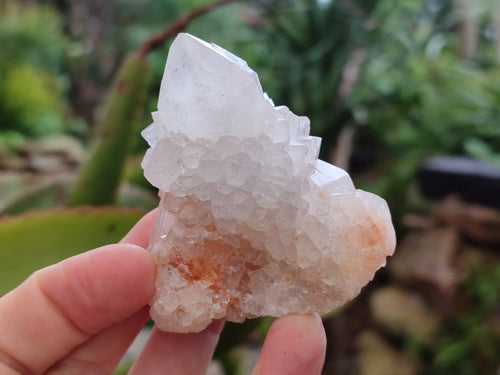 Natural Limonite Cactus Flower Spirit Quartz Crystals and Clusters x 12 From Boekenhouthoek, South Africa - Toprock Gemstones and Minerals 