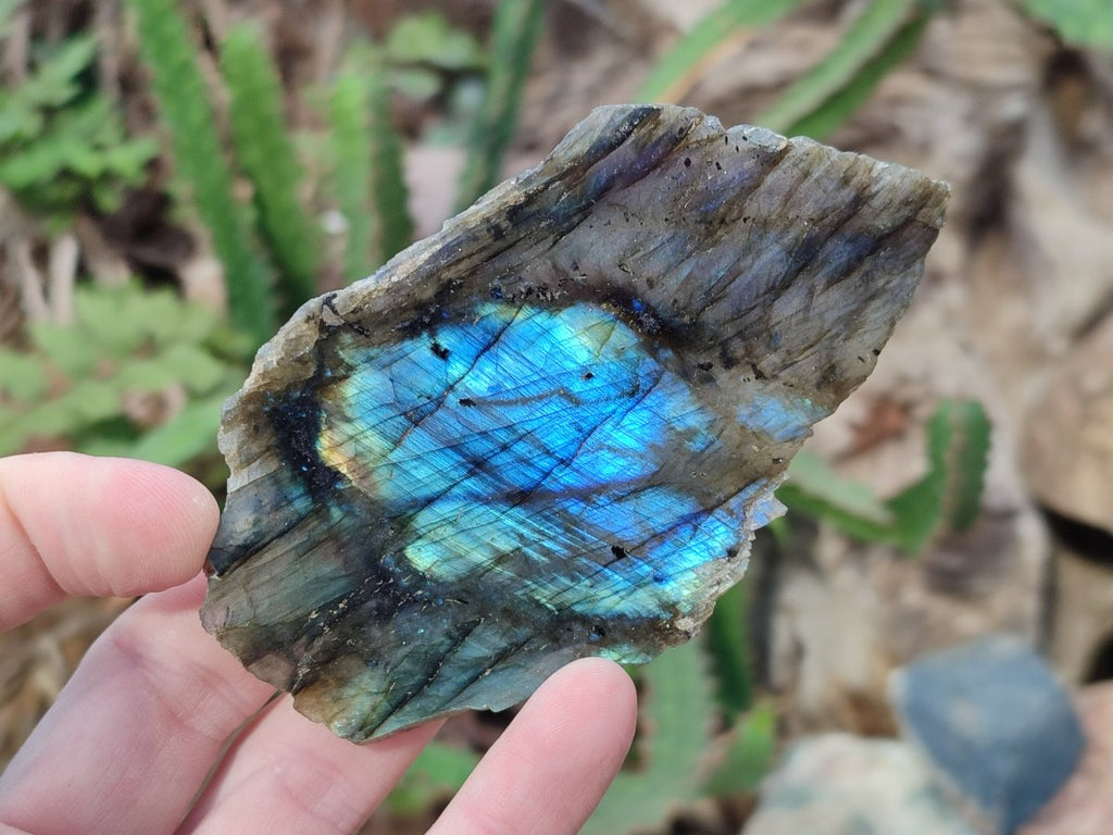 Polished One Side Labradorite Slices x 24 From Madagascar - Toprock Gemstones and Minerals 