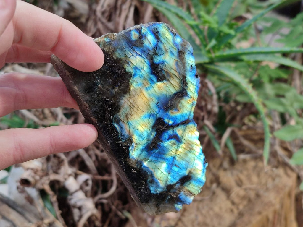 Polished One Side Labradorite Slices x 24 From Madagascar - Toprock Gemstones and Minerals 