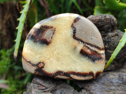 Polished Septerye Slices x 12 From Mahajanga, Madagascar - Toprock Gemstones and Minerals 
