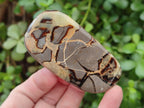 Polished Septerye Slices x 12 From Mahajanga, Madagascar - Toprock Gemstones and Minerals 