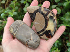 Polished Septerye Slices x 12 From Mahajanga, Madagascar - Toprock Gemstones and Minerals 
