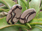 Polished Septerye Slices x 12 From Mahajanga, Madagascar - Toprock Gemstones and Minerals 