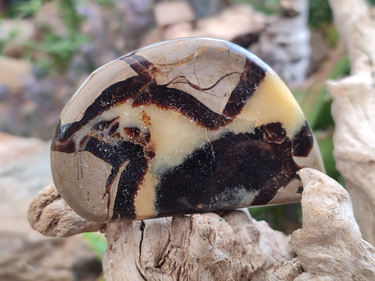Polished Septerye Slices x 12 From Mahajanga, Madagascar - Toprock Gemstones and Minerals 