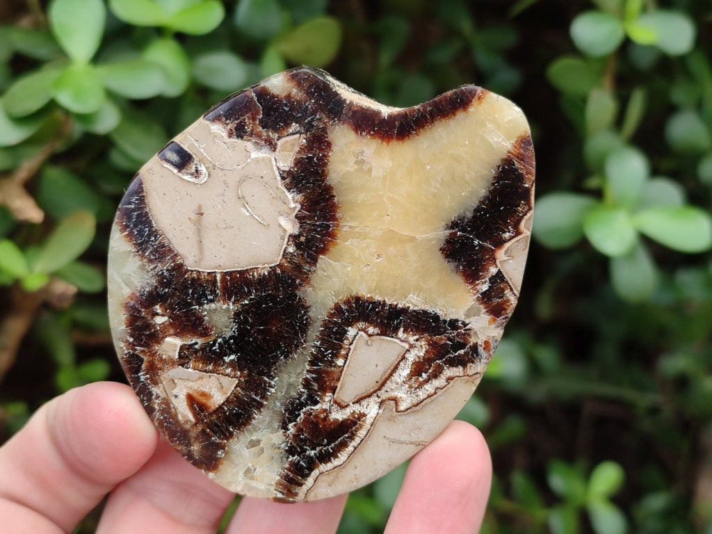 Polished Septerye Slices x 12 From Mahajanga, Madagascar - Toprock Gemstones and Minerals 