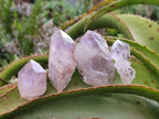 Natural Jacaranda Amethyst Single Crystals x 35 From Mumbwa, Zambia - Toprock Gemstones and Minerals 