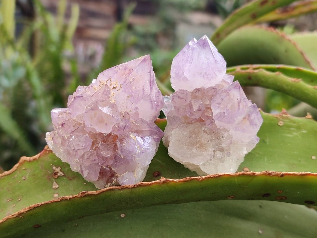 Natural Spirit Amethyst Clusters x 12 From Boekenhouthoek, South Africa - Toprock Gemstones and Minerals 