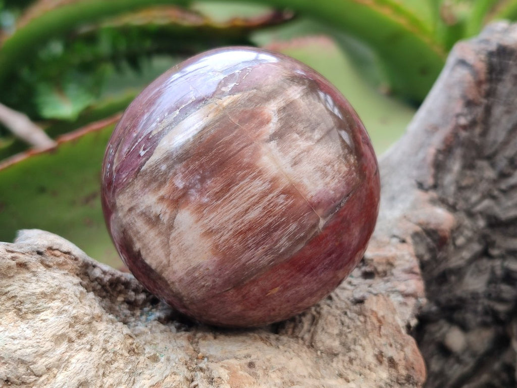 Polished Mixed Red Podocarpus Petrified Wood Pieces x 4 From Mahajanga, Madagascar - Toprock Gemstones and Minerals 