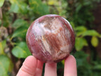 Polished Mixed Red Podocarpus Petrified Wood Pieces x 4 From Mahajanga, Madagascar - Toprock Gemstones and Minerals 