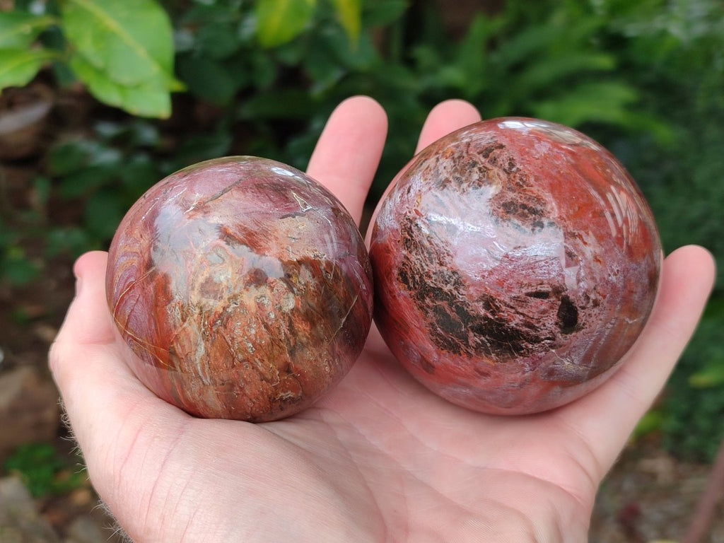 Polished Mixed Red Podocarpus Petrified Wood Pieces x 4 From Mahajanga, Madagascar - Toprock Gemstones and Minerals 